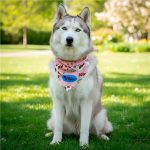 Pre-Production Sample Hoppla Bosco Large Polyester Dog Bandana - Image 2